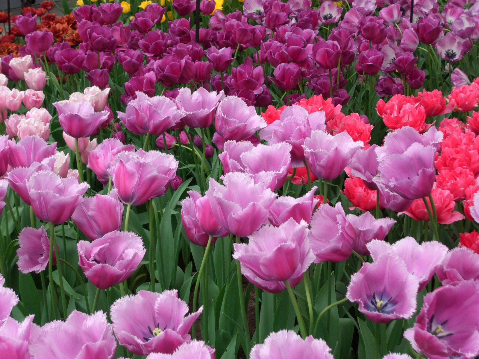 Netherlands Keukenhof